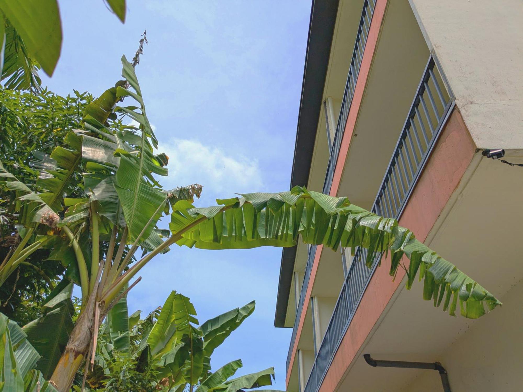Garden Palace Downtown Koror Kültér fotó
